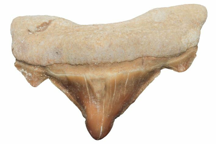 Pathological Otodus Shark Tooth - Morocco #213903